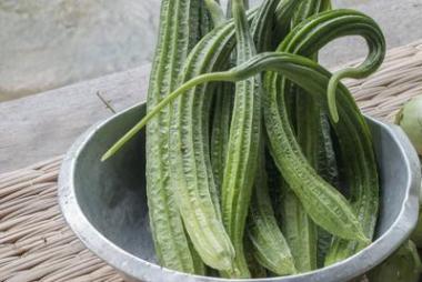 有角絲瓜或葫蘆的收獲。光滑的絲瓜, 葫蘆。農(nóng)業(yè), 植物, 自然相片