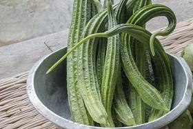 有角丝瓜或葫芦的收获。光滑的丝瓜, 葫芦。农业, 植物, 自然相片