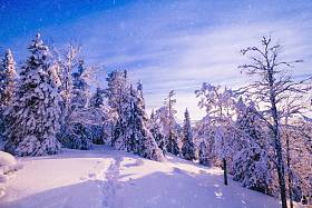 冬天山上覆盖着霜和积雪的树木
