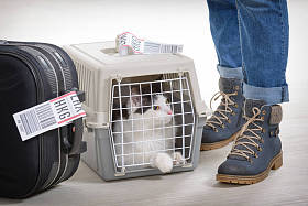 猫在航空公司货物宠物承运人图片