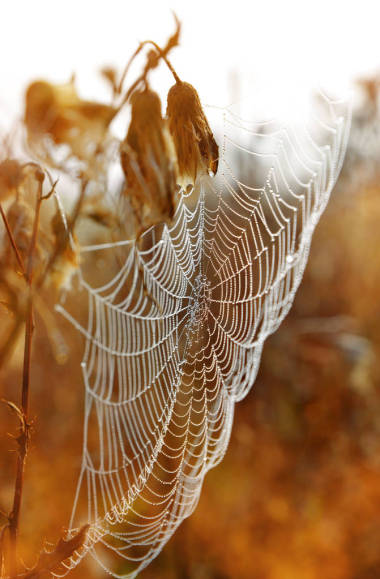 露水的蜘蛛網(wǎng)順便來看看日出