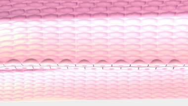 人體細(xì)胞壁模型