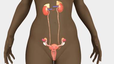 人子宮模型照片