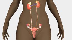 人子宫模型照片