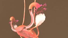 人子宫模型图片