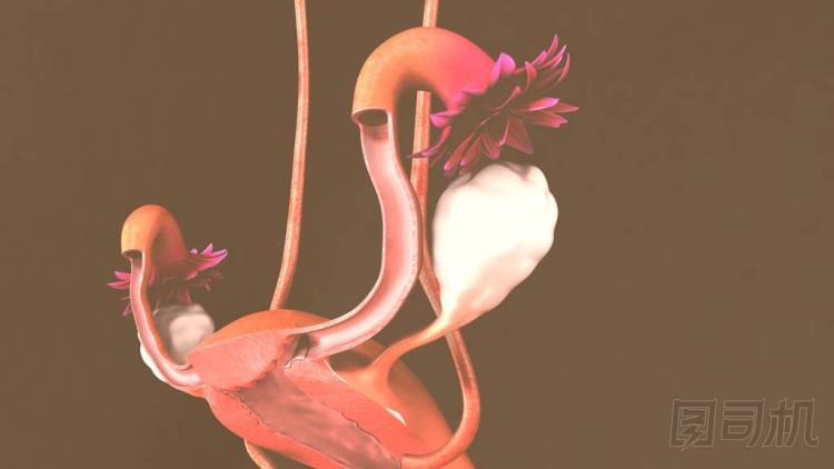 人子宮模型圖片