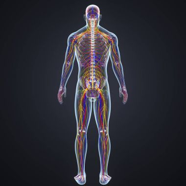 带淋巴结的神经系统图片