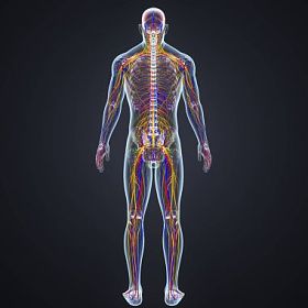 带淋巴结的神经系统图片