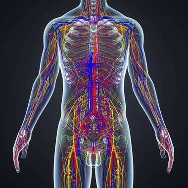 帶淋巴結(jié)的神經(jīng)系統(tǒng)