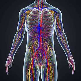 带淋巴结的神经系统