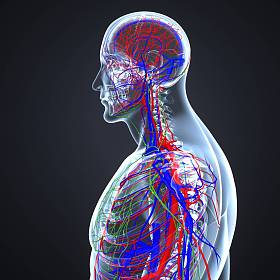 带淋巴结循环系统图片