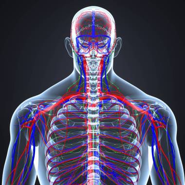 帶淋巴結(jié)循環(huán)系統(tǒng)圖片