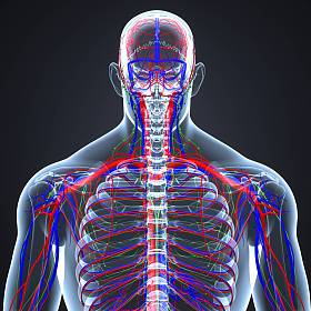 带淋巴结循环系统图片