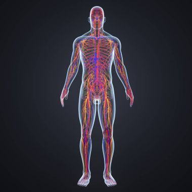 帶淋巴結(jié)的神經(jīng)系統(tǒng)照片