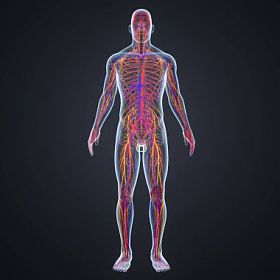 带淋巴结的神经系统照片