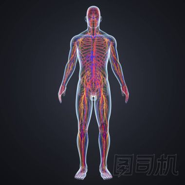 帶淋巴結(jié)的神經(jīng)系統(tǒng)照片
