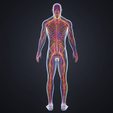 带淋巴结的神经系统