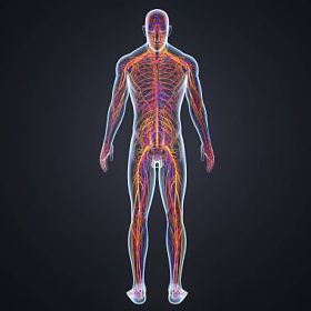 带淋巴结的神经系统