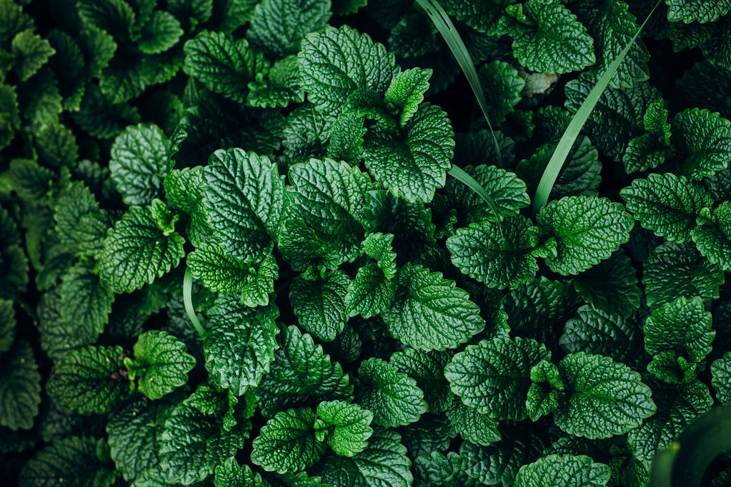 绿薄荷植物图片
