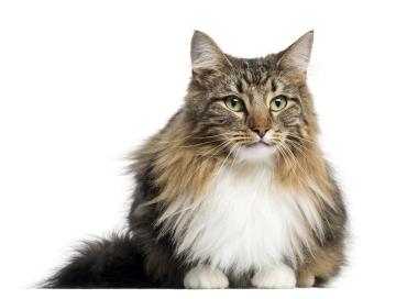 挪威森林猫, 白色隔离图片