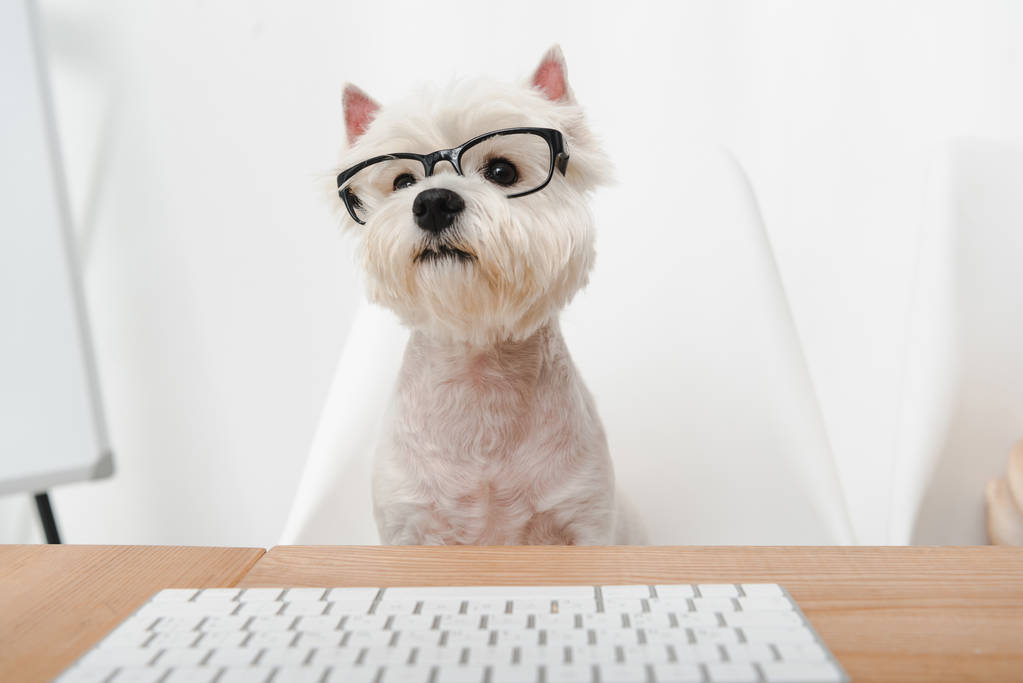 眼镜商务犬