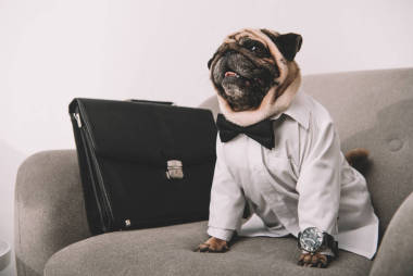 業(yè)務(wù)狗圖片