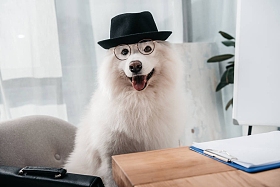 时尚商务犬