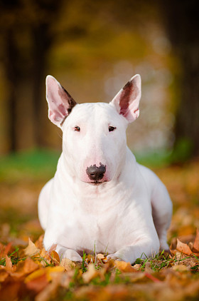 白色的斗牛犬狗