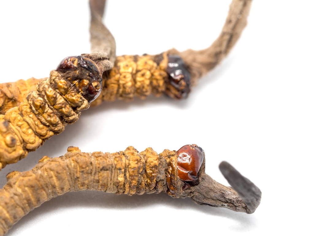 密切了冬虫夏草中 （冲曹、 东冲霞曹） 或蘑菇虫草这是草药。在治疗疾病的药用特性