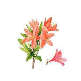 粉红色的杜鹃花花和叶子在白色的水彩插图