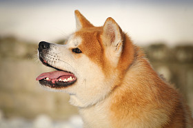 秋田 inu 的肖像图片