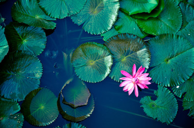 水中百合蓮花