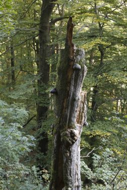 老死树, Rhoen, 黑森, 德国, 欧洲 老死树, Rhoen, 黑森, 德国, 欧洲