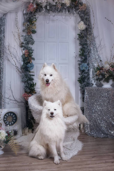 兩個(gè)薩摩耶萊卡在一個(gè)圣誕工作室