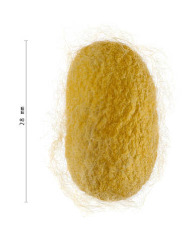 蚕茧的测量-家蚕