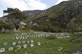 Beehouses 蜂房 beeyard 附近凯梅尔安塔利亚 Kycia 土耳其