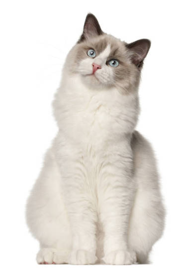 布娃娃貓，6 個(gè)月大，坐在前面的白色背景