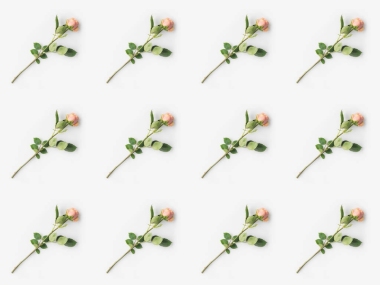 粉紅玫瑰花瓣用