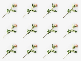 粉红玫瑰花瓣用