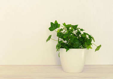 在木桌上的白色花盆里的常春藤花