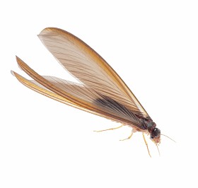 白蚁白蚂蚁图片