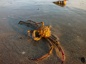 一只螃蟹和壳牌在 2012年印度果阿海滩上