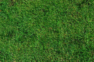 新鲜青草纹理图片