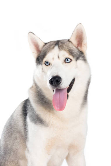 工作室拍攝西伯利亞哈士奇狗, 孤立的白色 