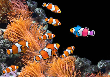 一群標(biāo)準(zhǔn)的小丑魚(yú)和一個(gè)五顏六色的魚(yú)兒