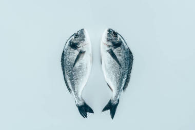 生鮮健康魚(yú)的近距離觀察灰色隔離