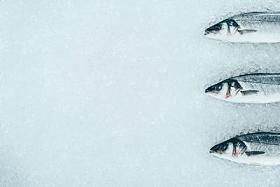 冰上生健康天然鱼的鸟瞰图照片