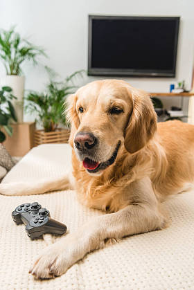 滑稽的猎犬狗躺在沙发上与游戏垫