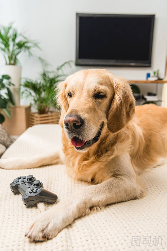 滑稽的猎犬狗躺在沙发上与游戏垫