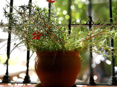 小豬草在黏土罐里圖片